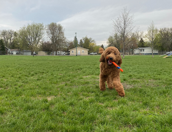 Watertown Dog Park