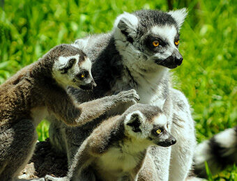 Animals in Bramble Park Zoo
